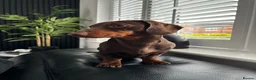 Miniature Dachshund dogs for stud: Proven Stud Chocolate & Tan Miniature Dachshund in Durham - Advert 4
