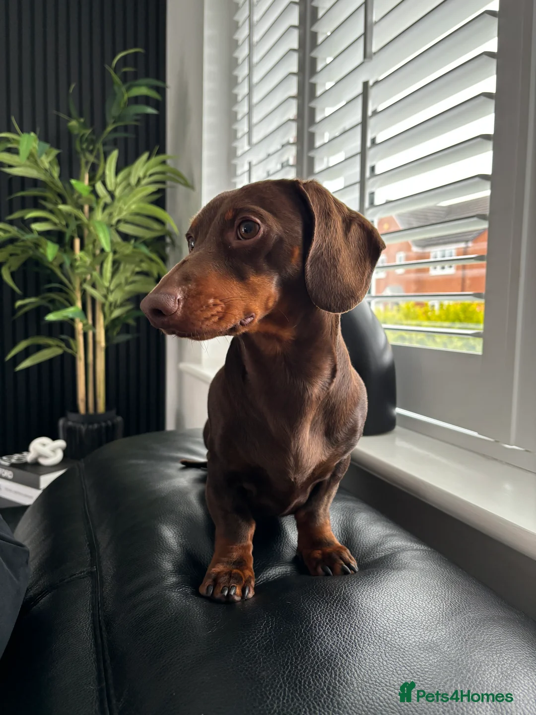 Miniature Dachshund dogs for stud: Proven Stud Chocolate & Tan Miniature Dachshund in Durham - Advert 4