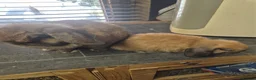Mini Lop rabbits for sale: Baby mini lop rabbits - Advert 6