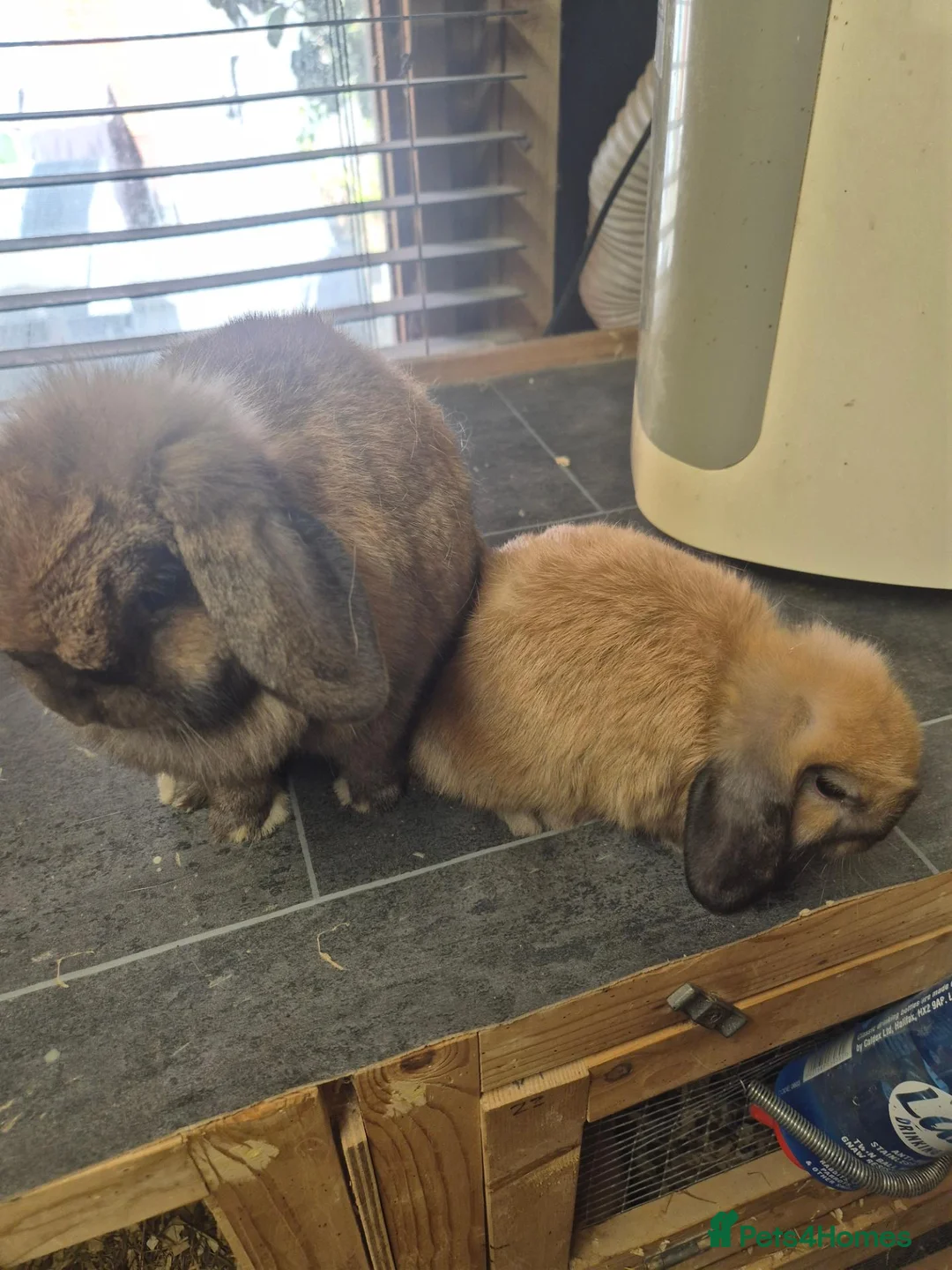Mini Lop rabbits for sale: Baby mini lop rabbits - Advert 6