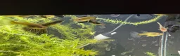 Catfish fish for sale: Snow White Pleco & blue dragon guppies in Hounslow - Advert 3