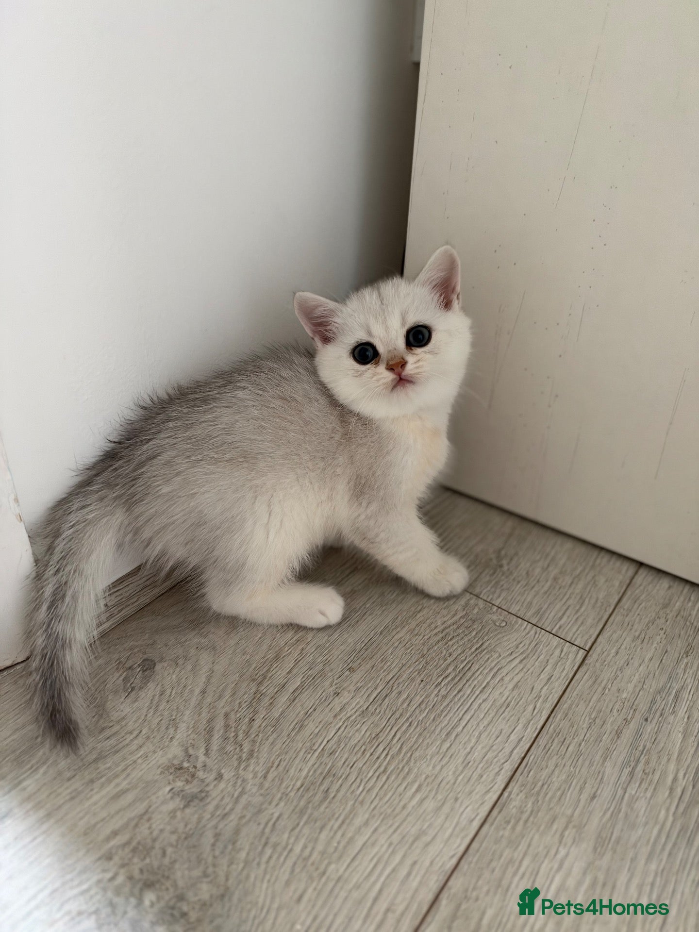 Scottish Fold cats Last White Straight-Eared Kitten Available 💛🐾 - Advert 2
