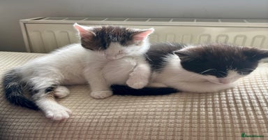 Mixed Breed cats - Advert 5