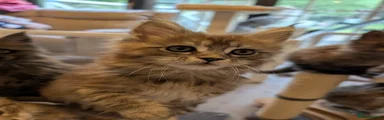 Maine Coon Kitten male 1