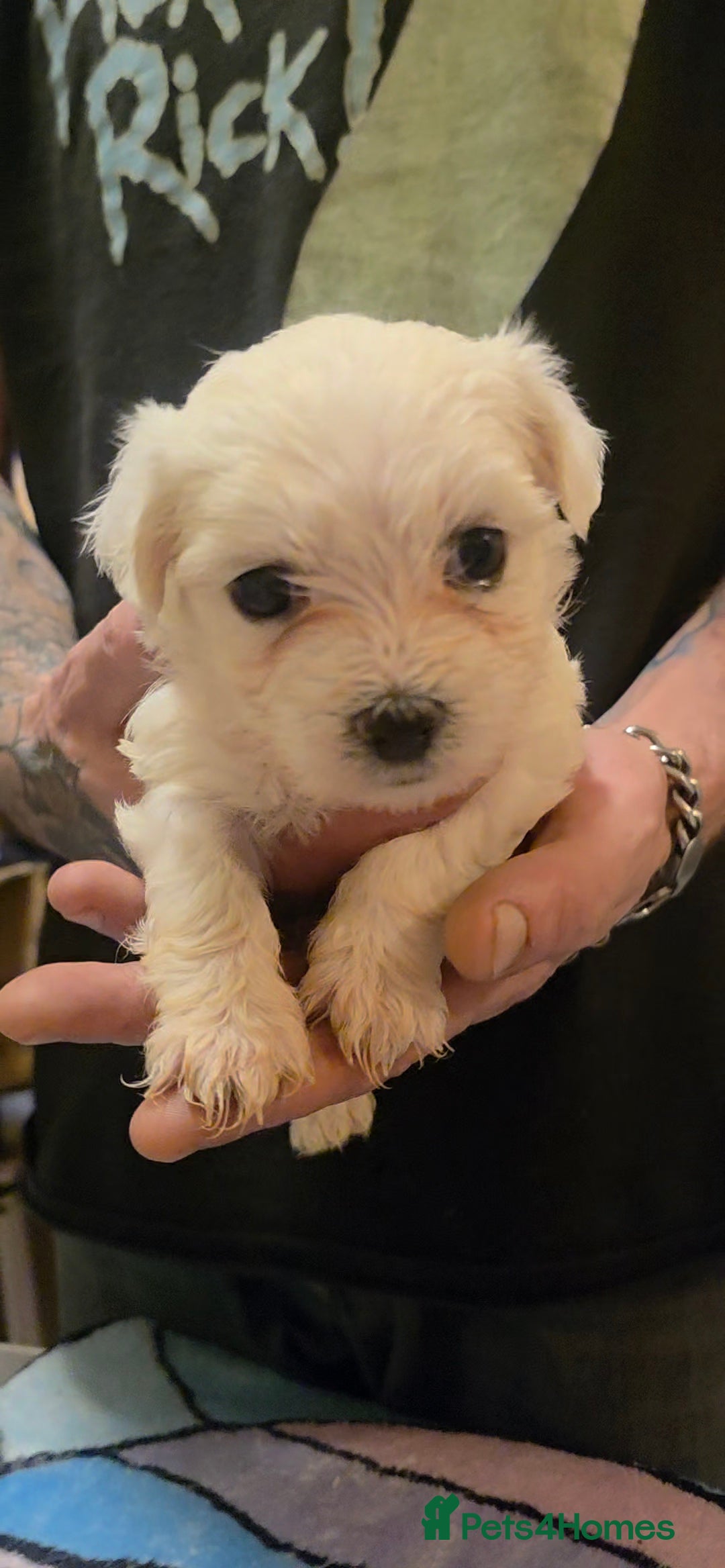 Maltese dogs for sale: Adorable Maltese puppies - Image 16