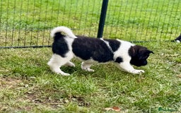 Akita dogs for sale: Quality KC Registered American Akita Puppies - Image 23
