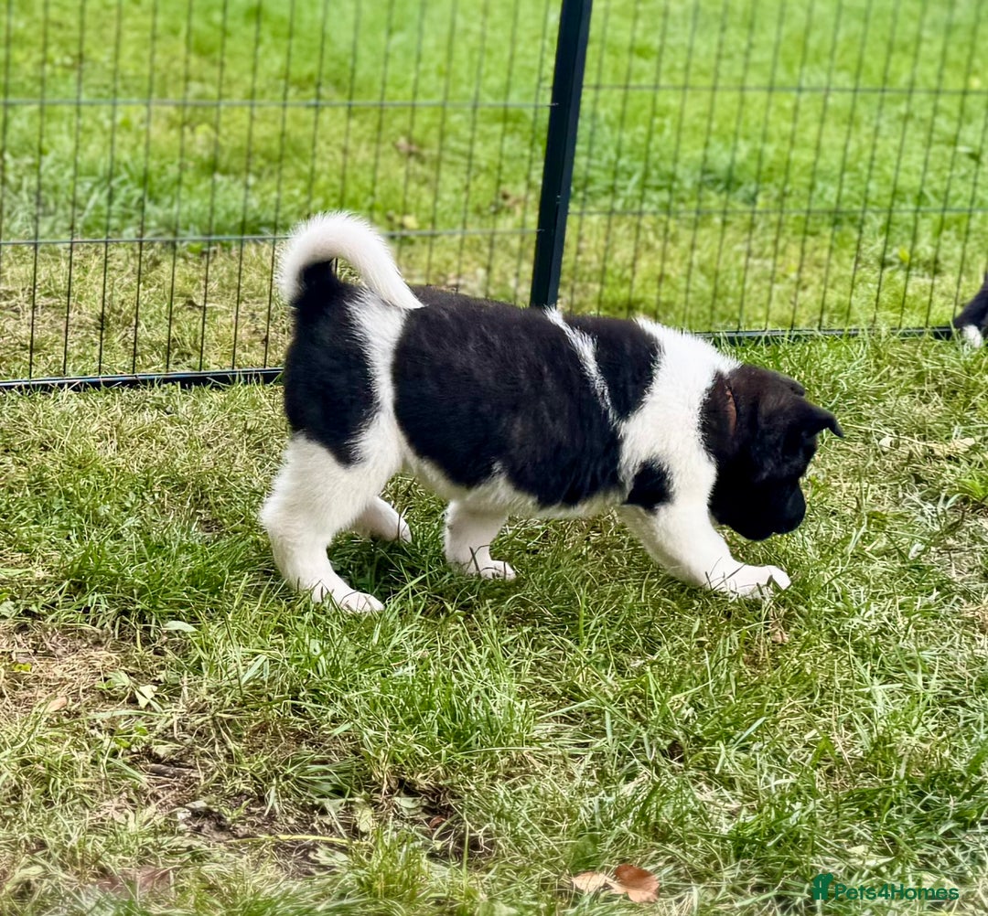 Akita dogs for sale: Quality KC Registered American Akita Puppies - Image 23