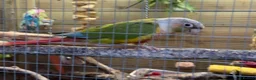 Conures birds for sale: Pair of conures for sale  - Advert 2