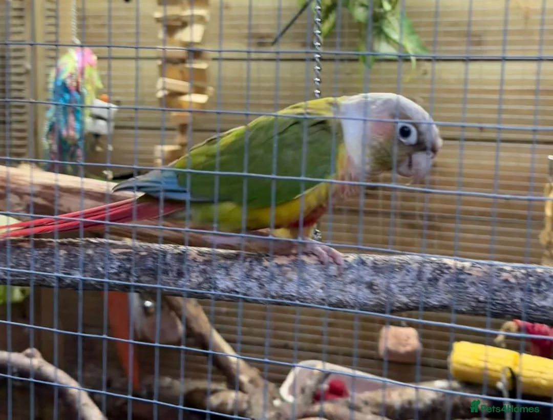 Conures birds for sale: Pair of conures for sale  - Advert 2