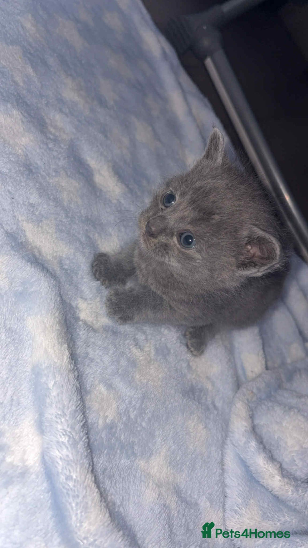 British Shorthair cats for sale: 1 male shorthair💙2 female💗🏡 - Advert 2