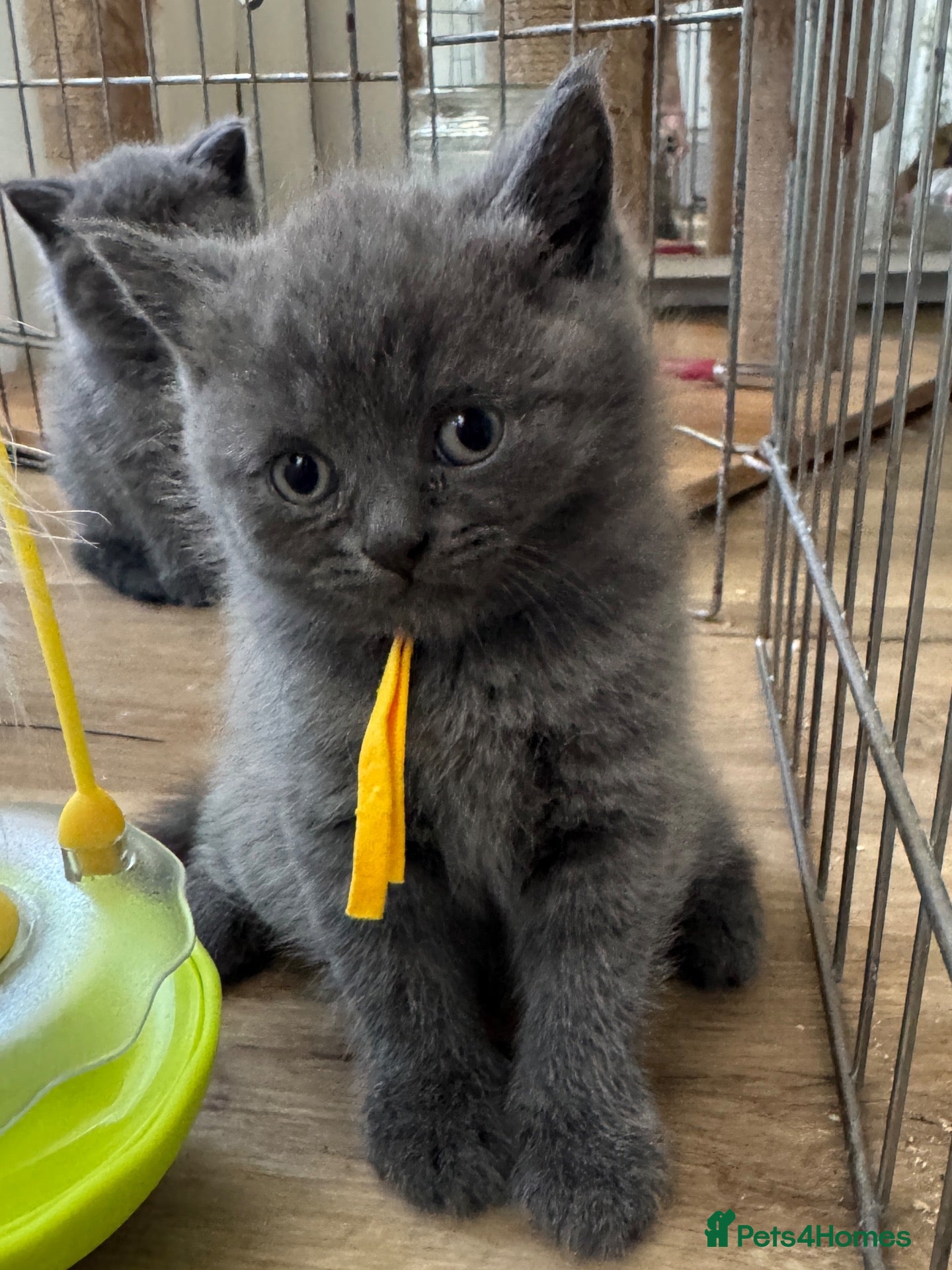 British Shorthair cats British shorthair pedigree kitten, READY NOW   - Advert 2