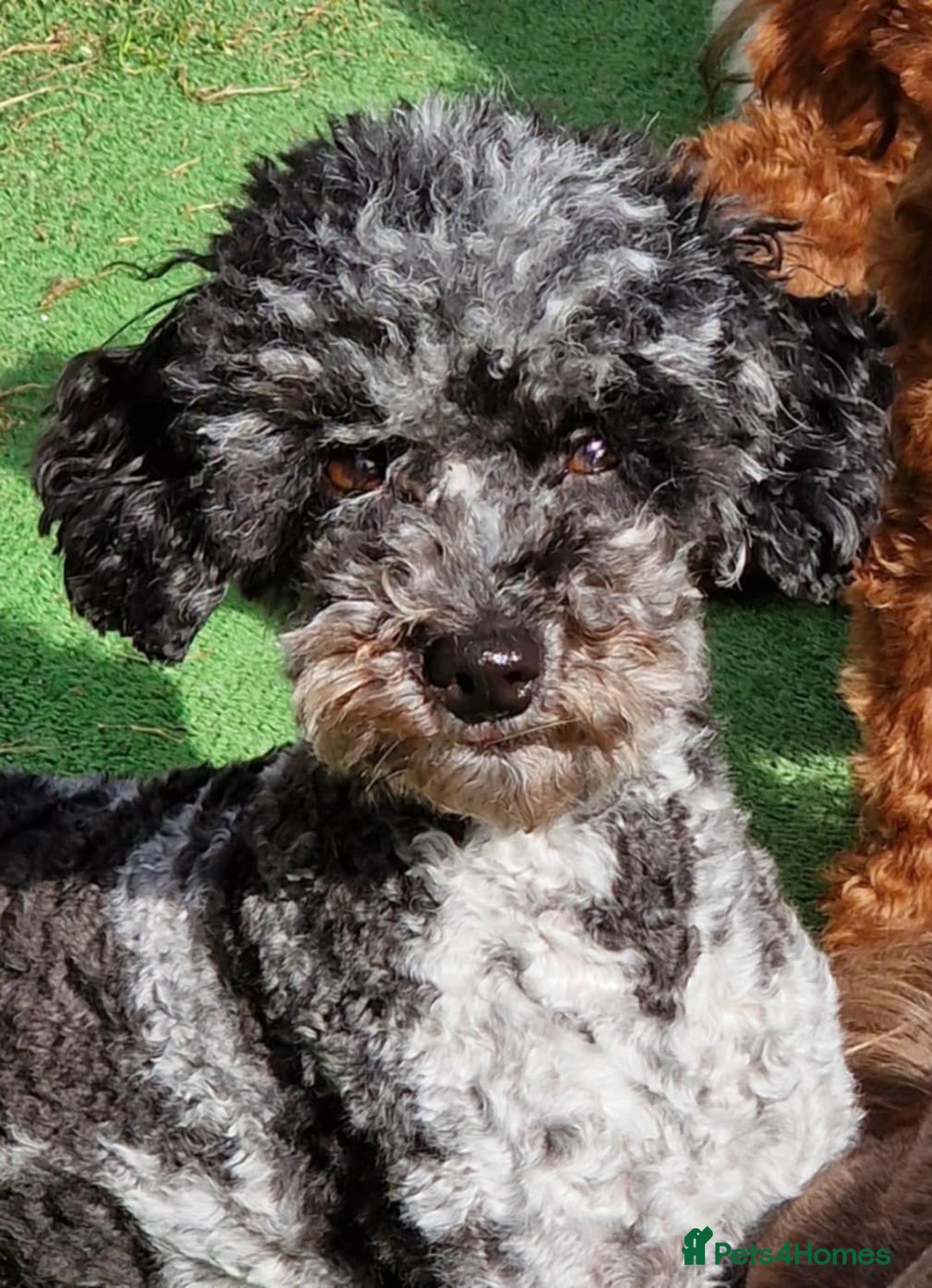 Toy Poodle dogs for sale: Mikipoos  - Image 16