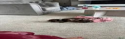 Miniature Dachshund dogs for sale: Miniature dachshund  in Ferryhill - Advert 8
