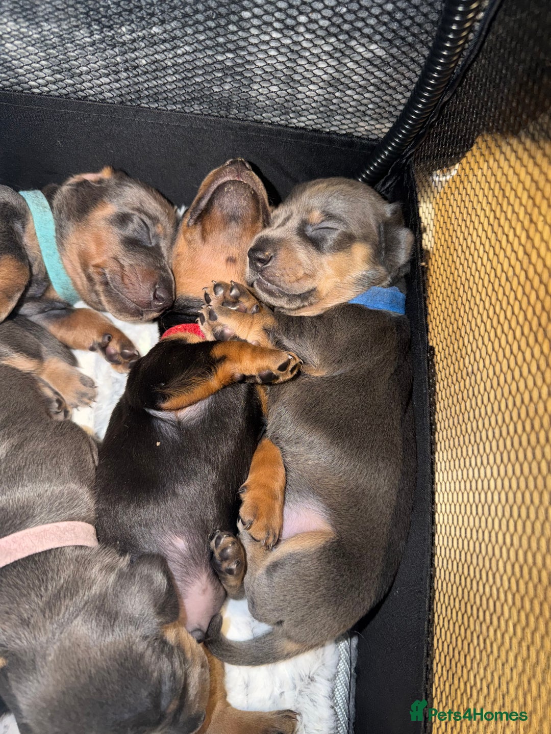 Dachshund dogs for sale: 6 Absolutely stunning dachshund  puppies for sale - Advert 32