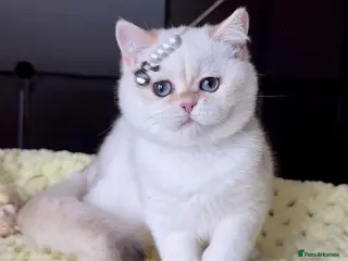 British Shorthair cats British Shorthair BSH Black Golden Chinchilla CP - Advert 3