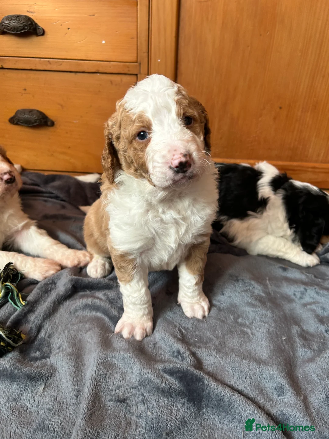 Bernedoodle dogs for sale: Beautiful Bernedoodles in Darvel - Advert 36