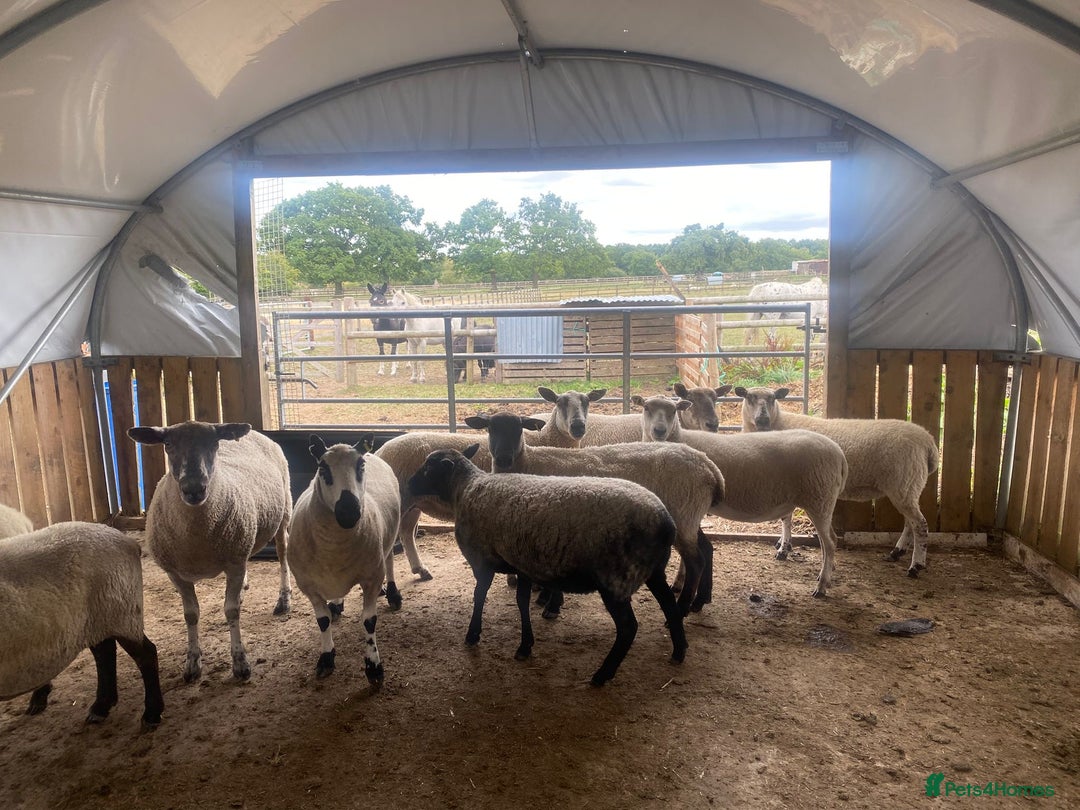 Sheep livestock for sale: 12 Ewes  - Image 7