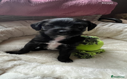 Mixed Breed dogs for sale: Gorgeous Plummer Terrier X Toy Poodle - Image 4