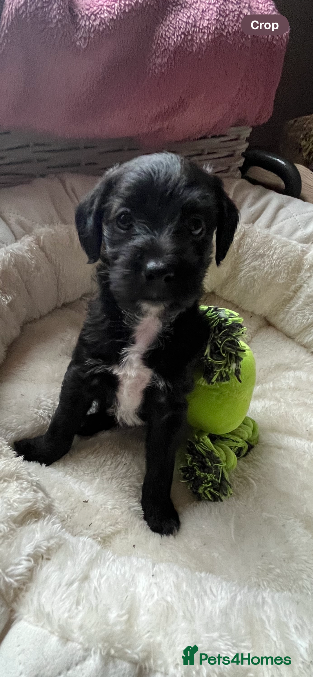 Mixed Breed dogs for sale: Gorgeous Plummer Terrier X Toy Poodle - Image 4