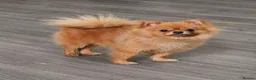Pomeranian dogs for sale: Teddy bear pom - Advert 1