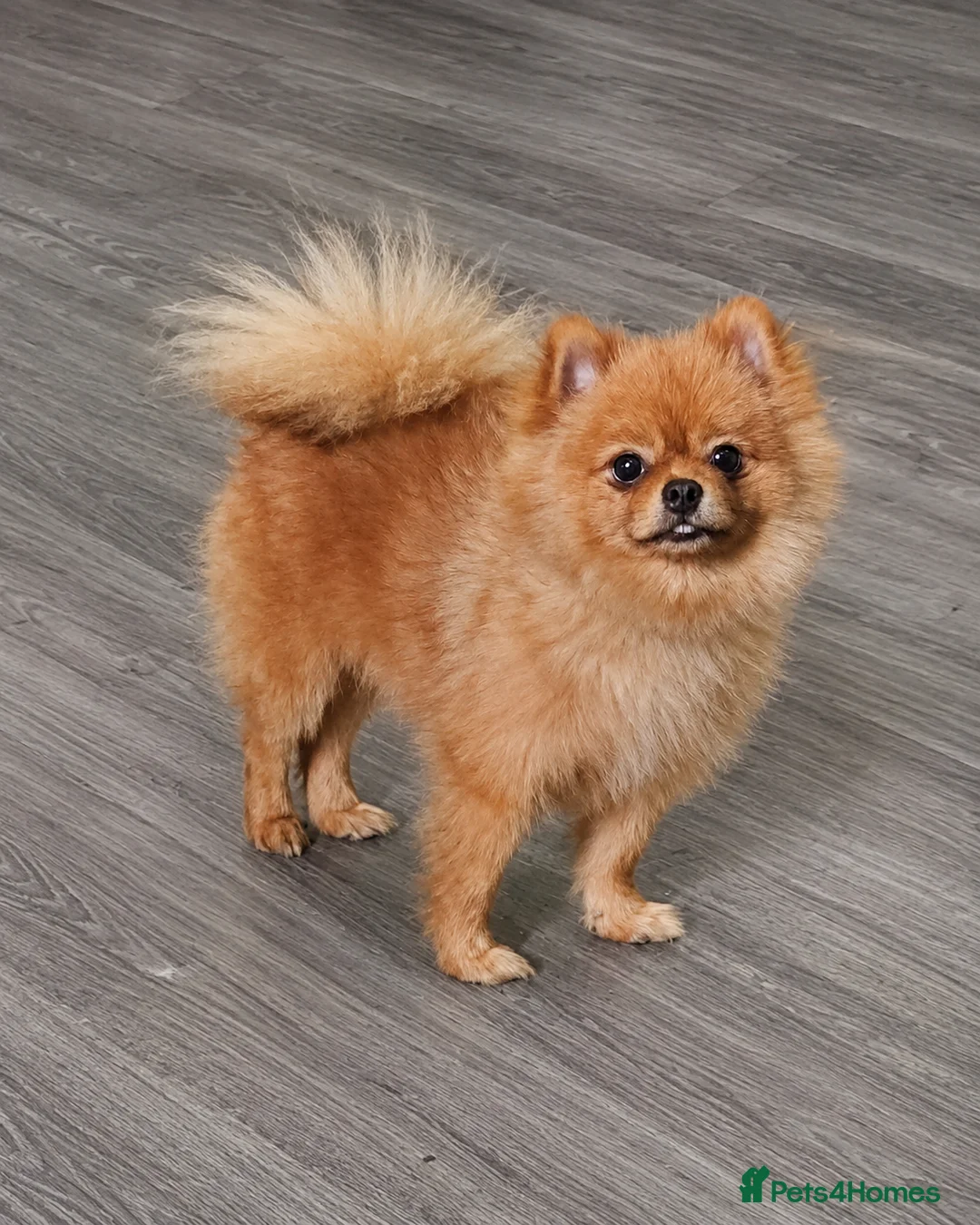 Pomeranian dogs for sale: Teddy bear pom - Advert 1