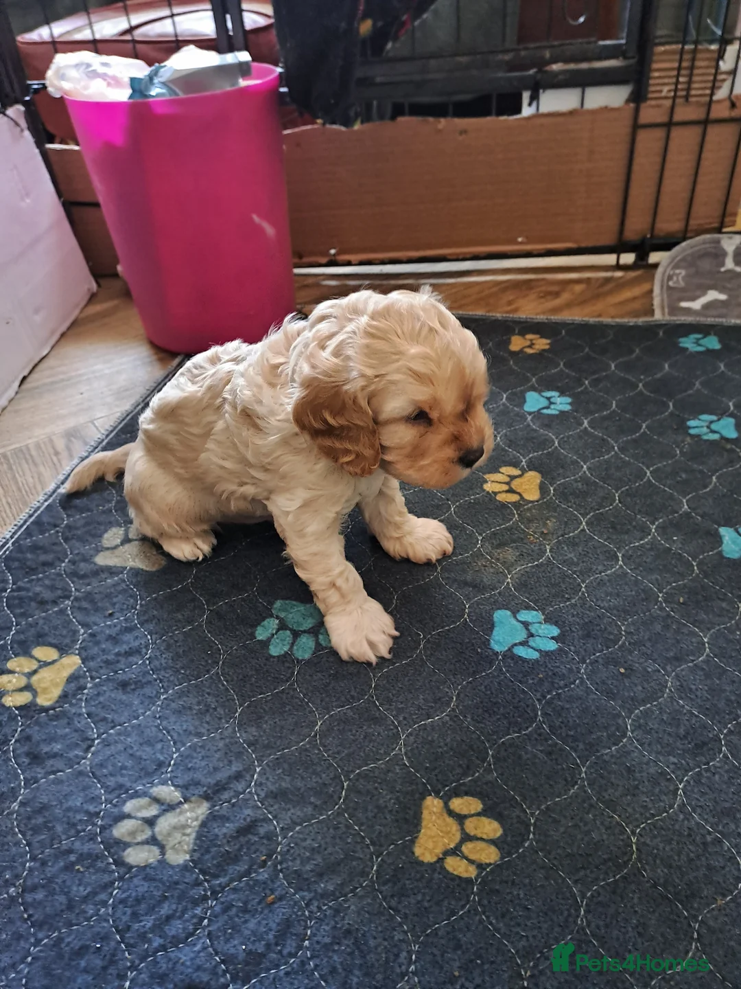 Cavapoo dogs for sale: F1 cavapoos - Advert 5