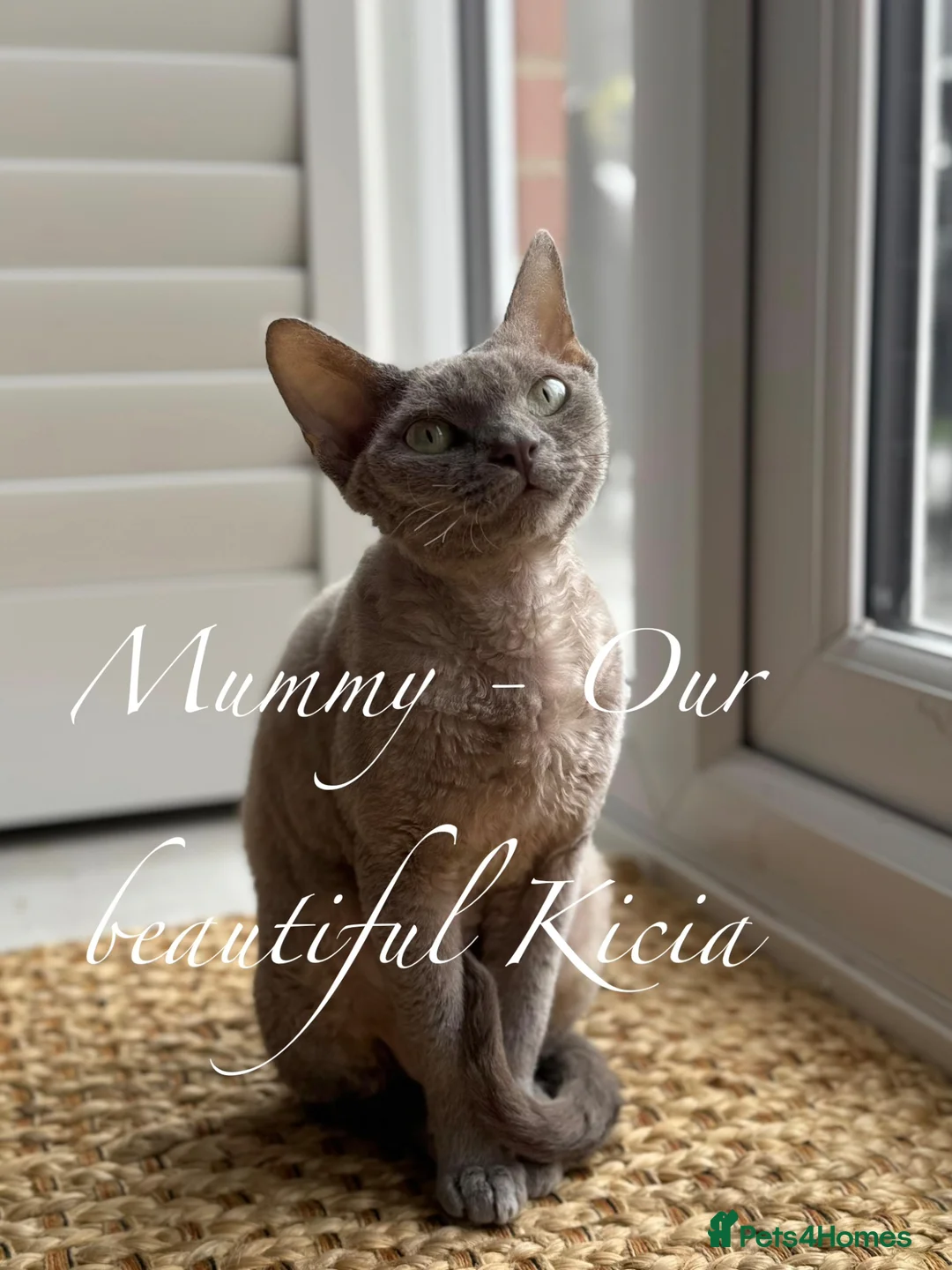 Devon Rex cats for sale: Exceptional FIFe Registered Devon Rex Kittens - Advert 29