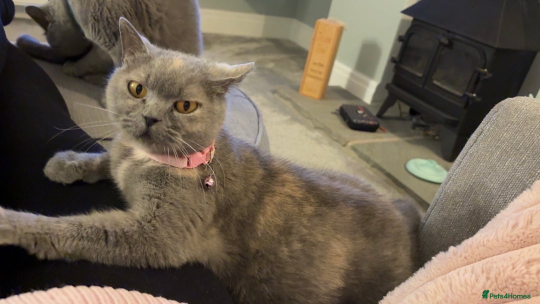 British Shorthair cats for sale: BSH kittens for sale from pedigree parents - Advert 15