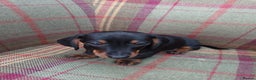 Miniature Dachshund dogs for sale: Black and Tan Miniature Dachshund Puppies 3 Boys - Advert 12