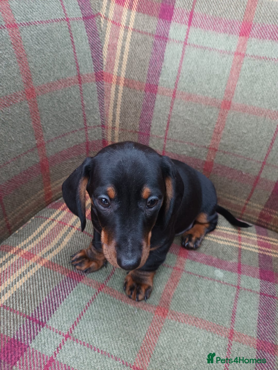 Miniature Dachshund dogs for sale: Black and Tan Miniature Dachshund Puppies 3 Boys - Advert 12