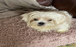 Cavapoo dogs for adoption: Buddy - Hingham Norfolk  - Image 2