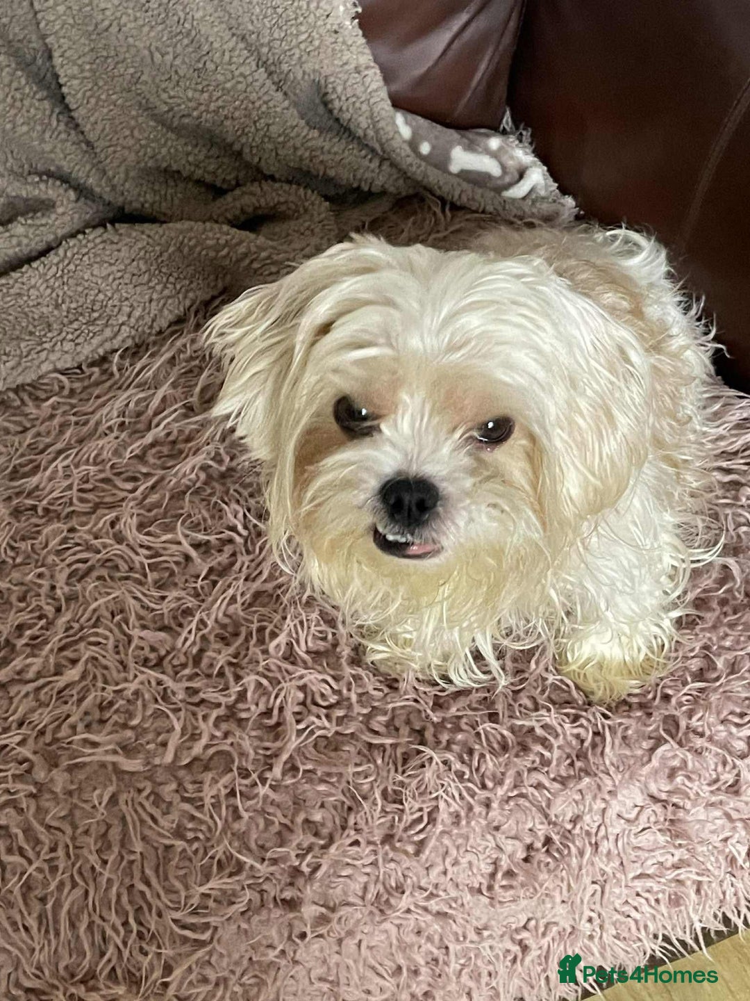 Cavapoo dogs for adoption: Buddy - Hingham Norfolk  - Image 2