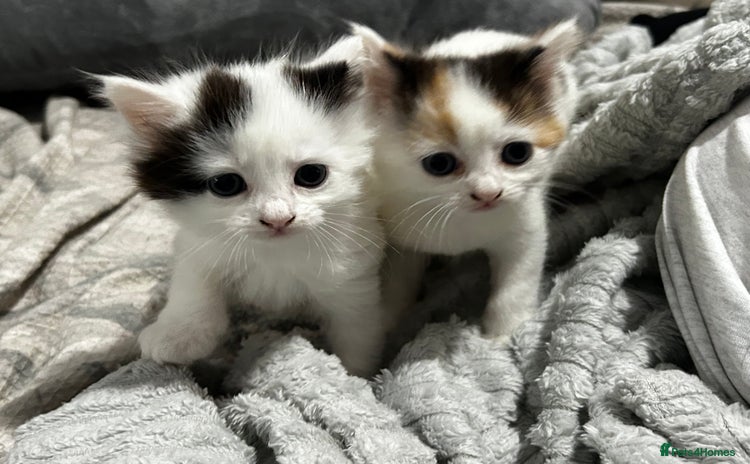 Turkish Van cats - Advert 1