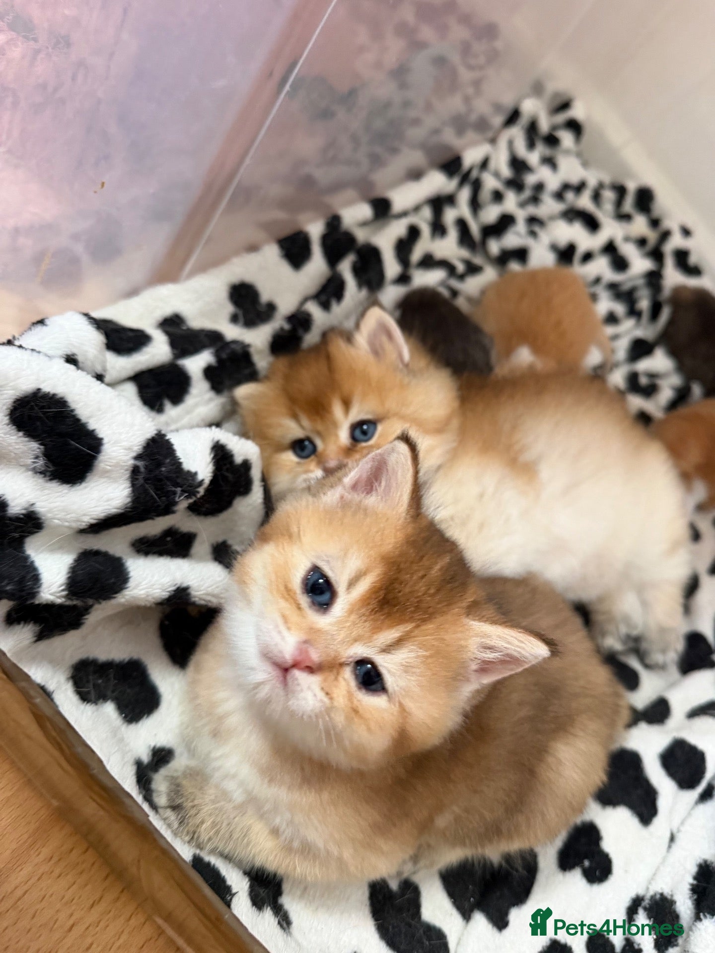 British Longhair cats NY12 GOLDEN SHADED & WHITE BRITISH LONG HAIR - Advert 10