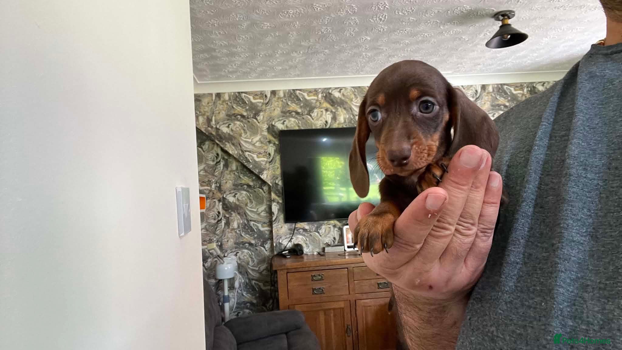 Miniature Dachshund dogs ✨️super Mini Dachshund Puppies Dapple & Chocolate - Advert 4
