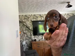 Miniature Dachshund dogs ✨️super Mini Dachshund Puppies Dapple & Chocolate - Advert 4