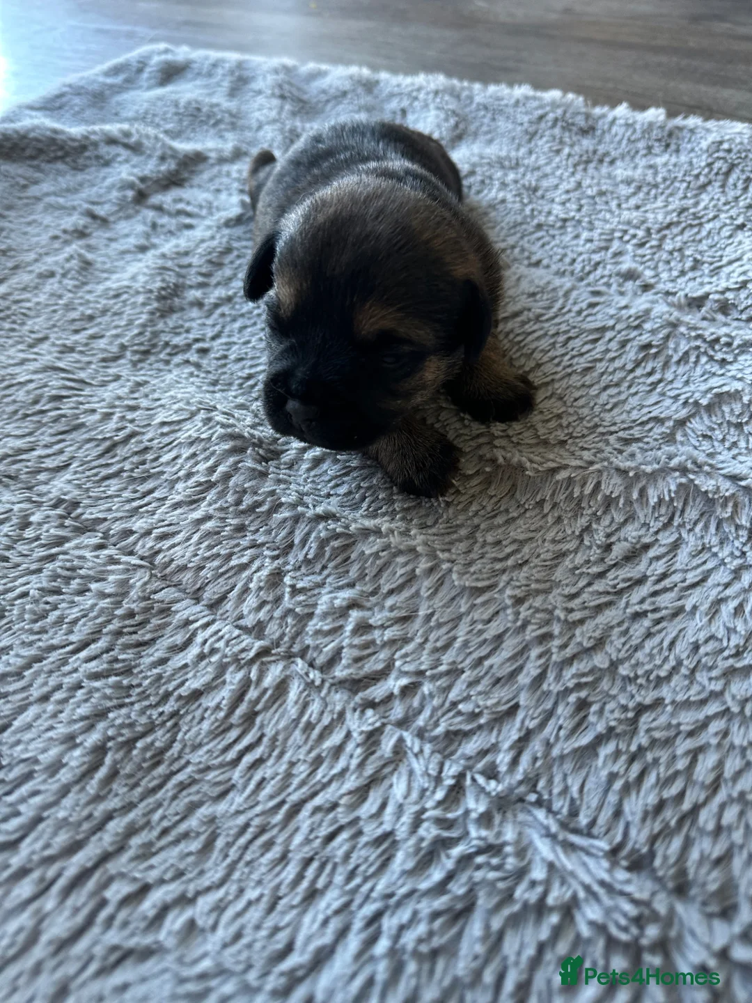 Border Terrier dogs for sale: Beautiful Border Terrier Pups - Advert 10