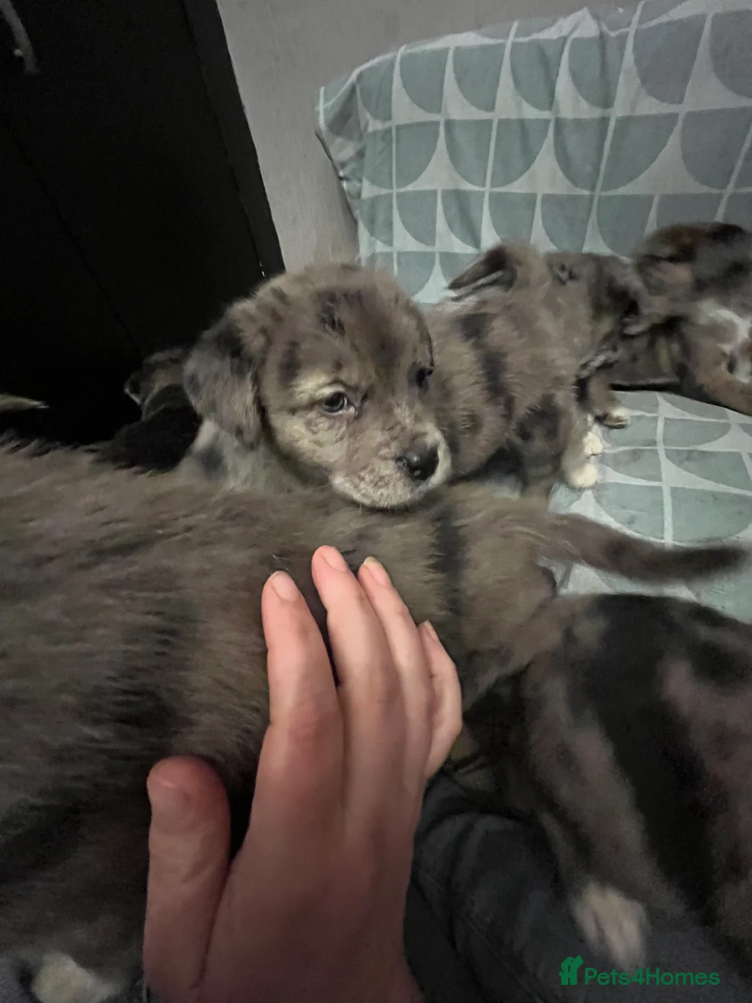 Mixed Breed dogs for sale: Beautiful Merle Caucasian corso - Advert 2