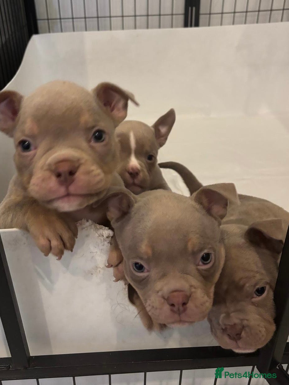 American Bully dogs READY TODAY! Lilac’s microbully puppy’s💖🩵😍 - Advert 5