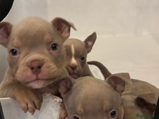 American Bully dogs READY TODAY Lilac’s microbully puppy’s💖🩵😍 - Advert 1