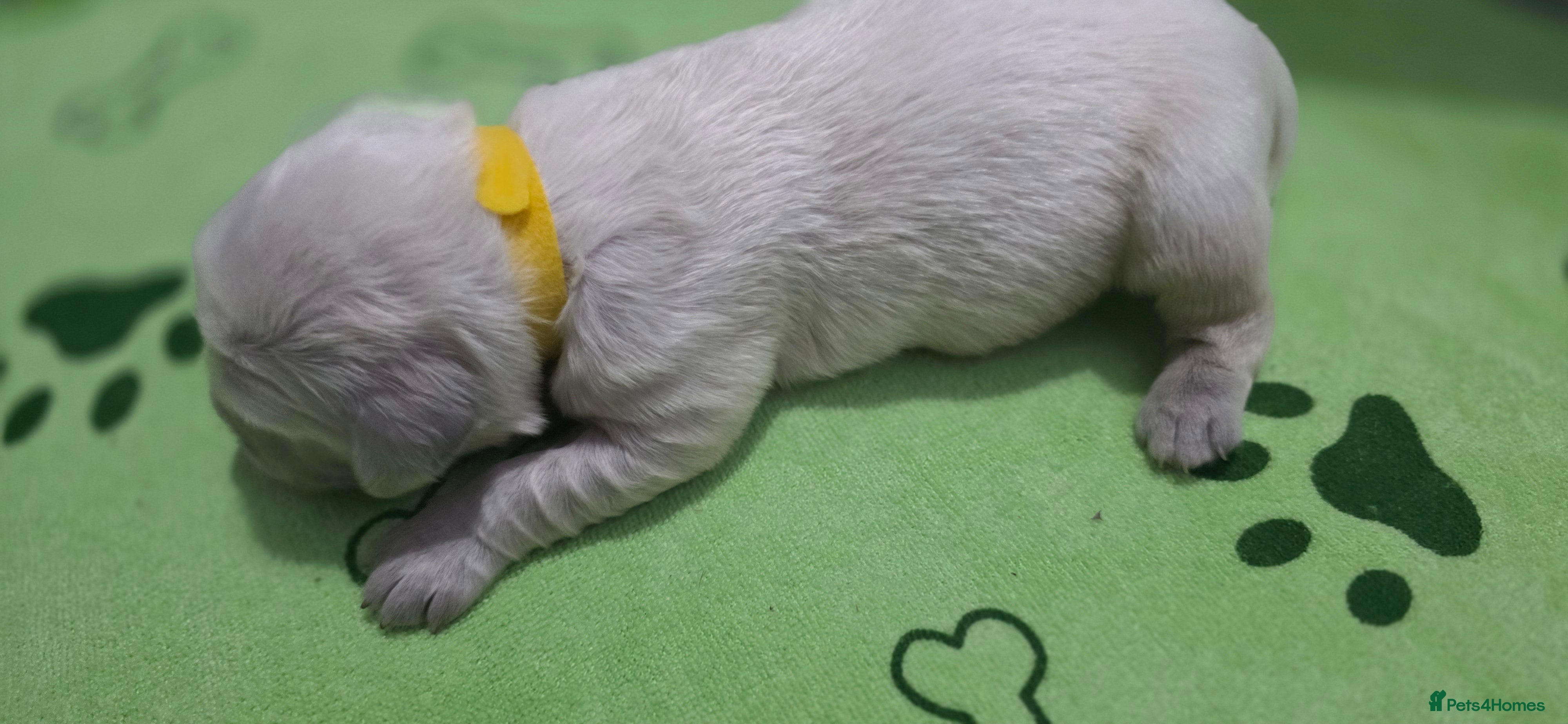 Golden Retriever dogs for sale: Gorgeous KC Registered Golden Retriever Puppies - Advert 2