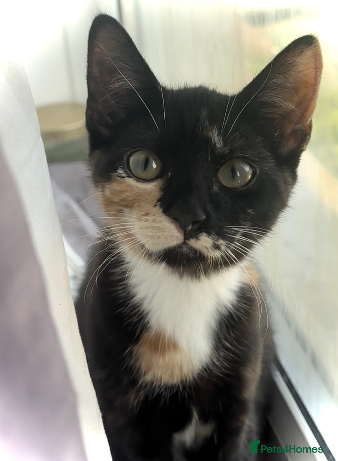 Mixed Breed cats for sale: Delightful mix-breed Siamese-black calico-kittens - Image 4
