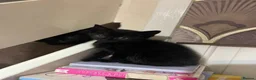 Mixed Breed cats for sale: kittens with love - Advert 27