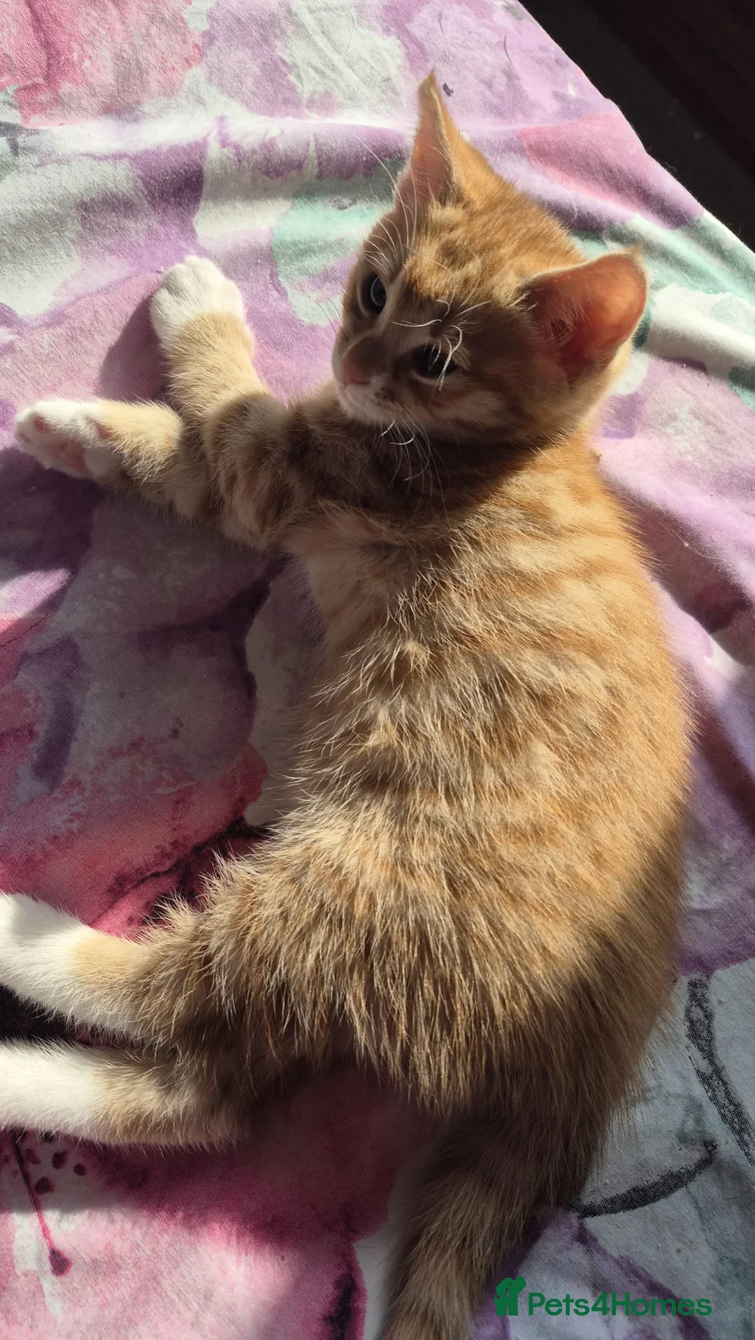 Mixed Breed cats for sale: Beautiful Kittens Savannah x Maine Coon Mix 🐾 - Advert 21