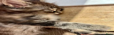 Maine Coon 3