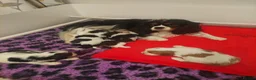 Cavalier King Charles Spaniel dogs for sale: Kc Reg Cavalier King Charles Spaniel puppy - Advert 4