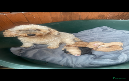 Cockapoo dogs for sale: F2 cockerpoos for sale - Image 8