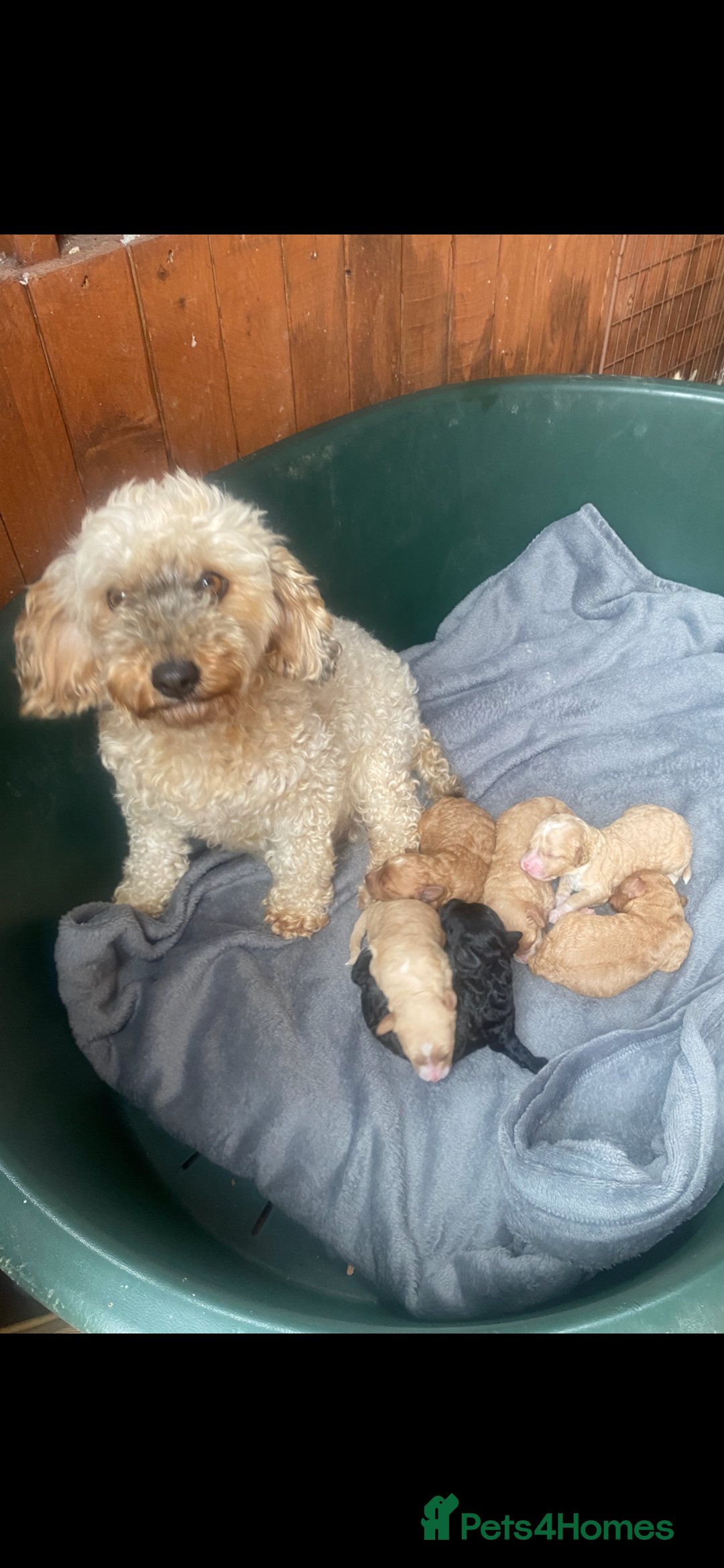 Cockapoo dogs for sale: F2 cockerpoos for sale - Image 8
