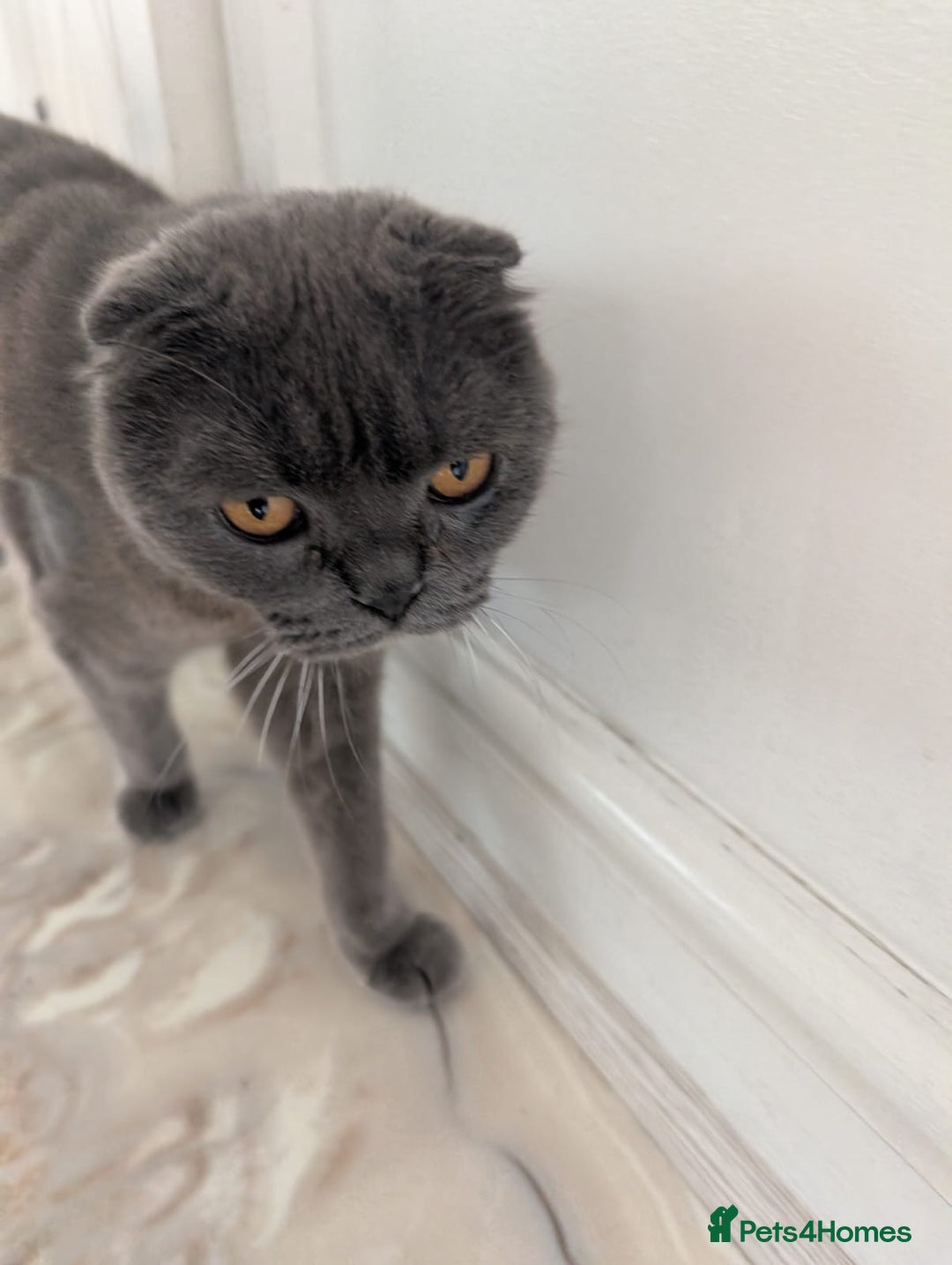 Scottish Fold cats for sale: Scottish Fold Cat Looking for a Loving Home - Image 3
