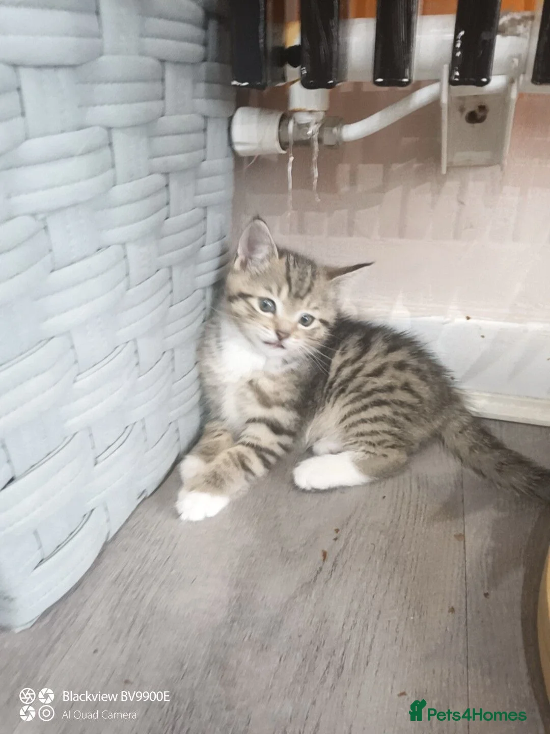 Mixed Breed cats for sale: Kittens and mother  - Advert 2